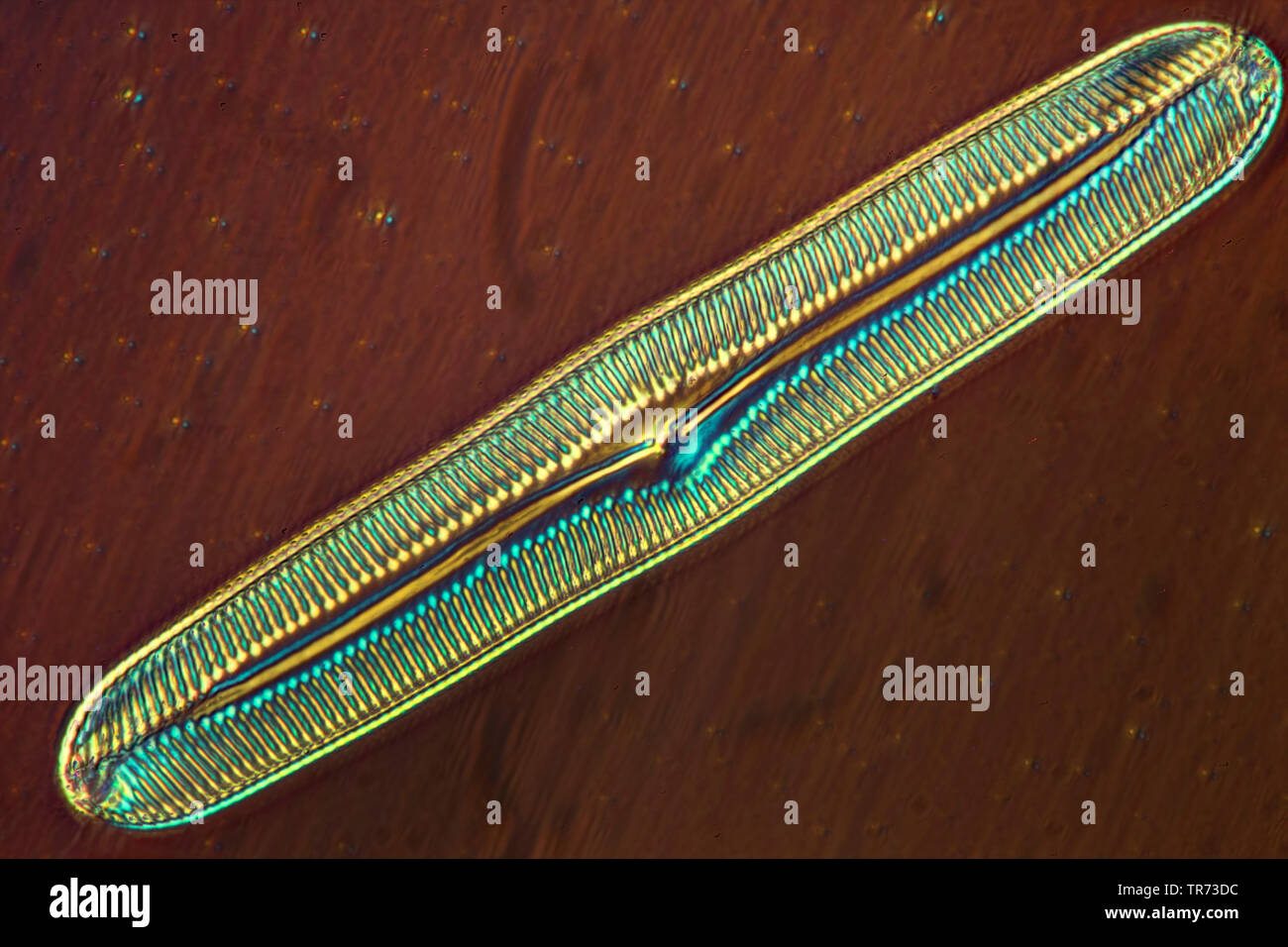 diatom (Diatomeae), Shearing method Stock Photo