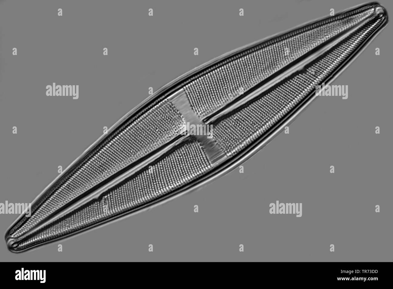 diatom (Diatomeae), in Nomarski Interference Contrast Stock Photo