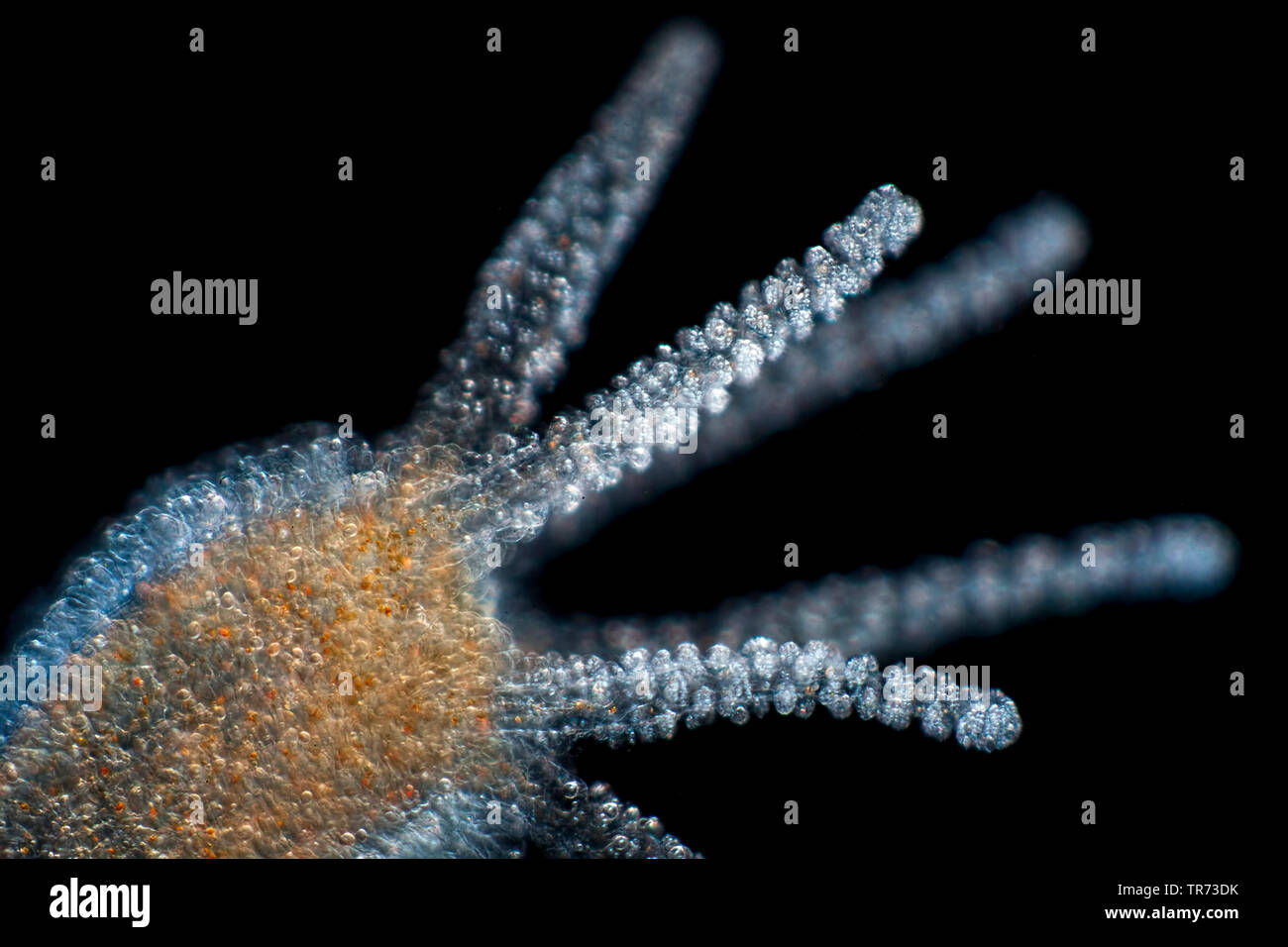 brown European hydra (Hydra vulgaris), in dark field, Germany Stock Photo