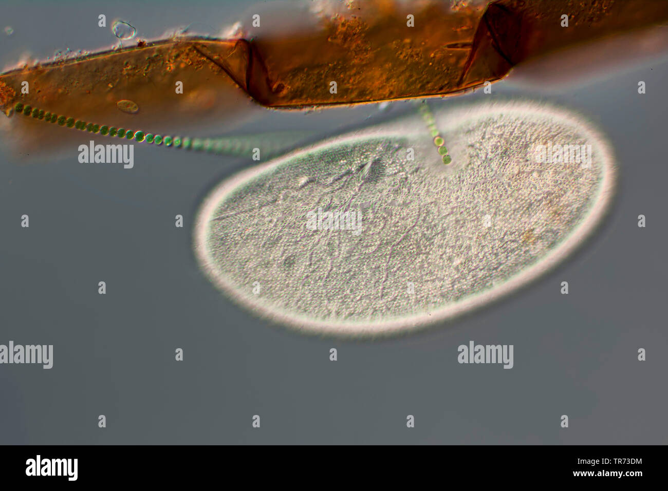 slipper animalcules (Paramecium spec.), differential interference contrast, Germany Stock Photo
