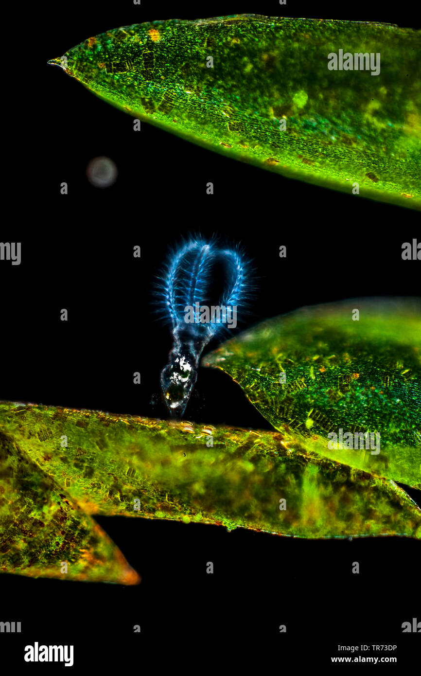 Rotifera (Stephanoceros fimbriatus), in darkfield, Germany Stock Photo