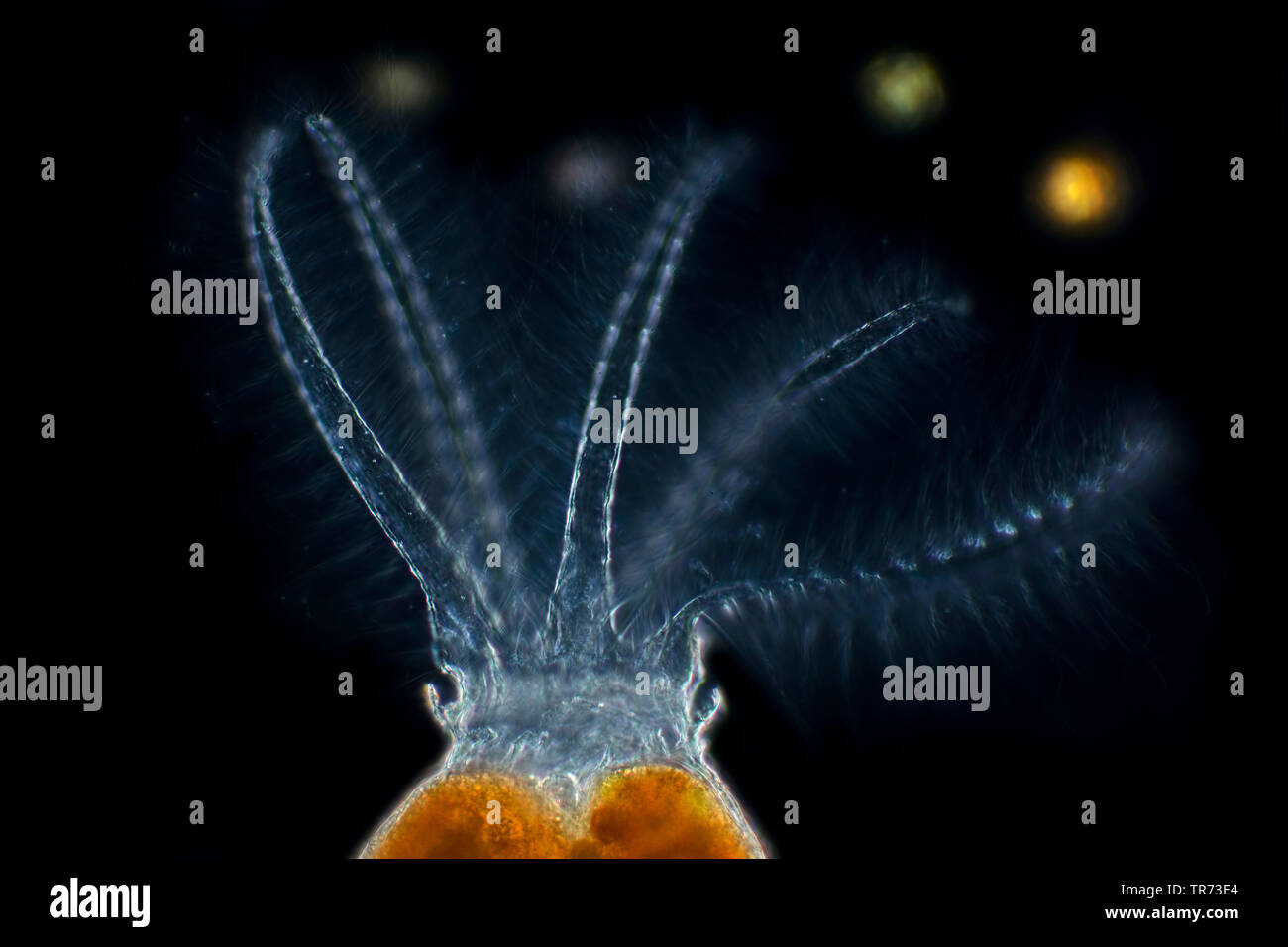 rotifer (Stephanoceros fimbriatus), rotifer in darkfield, Germany Stock