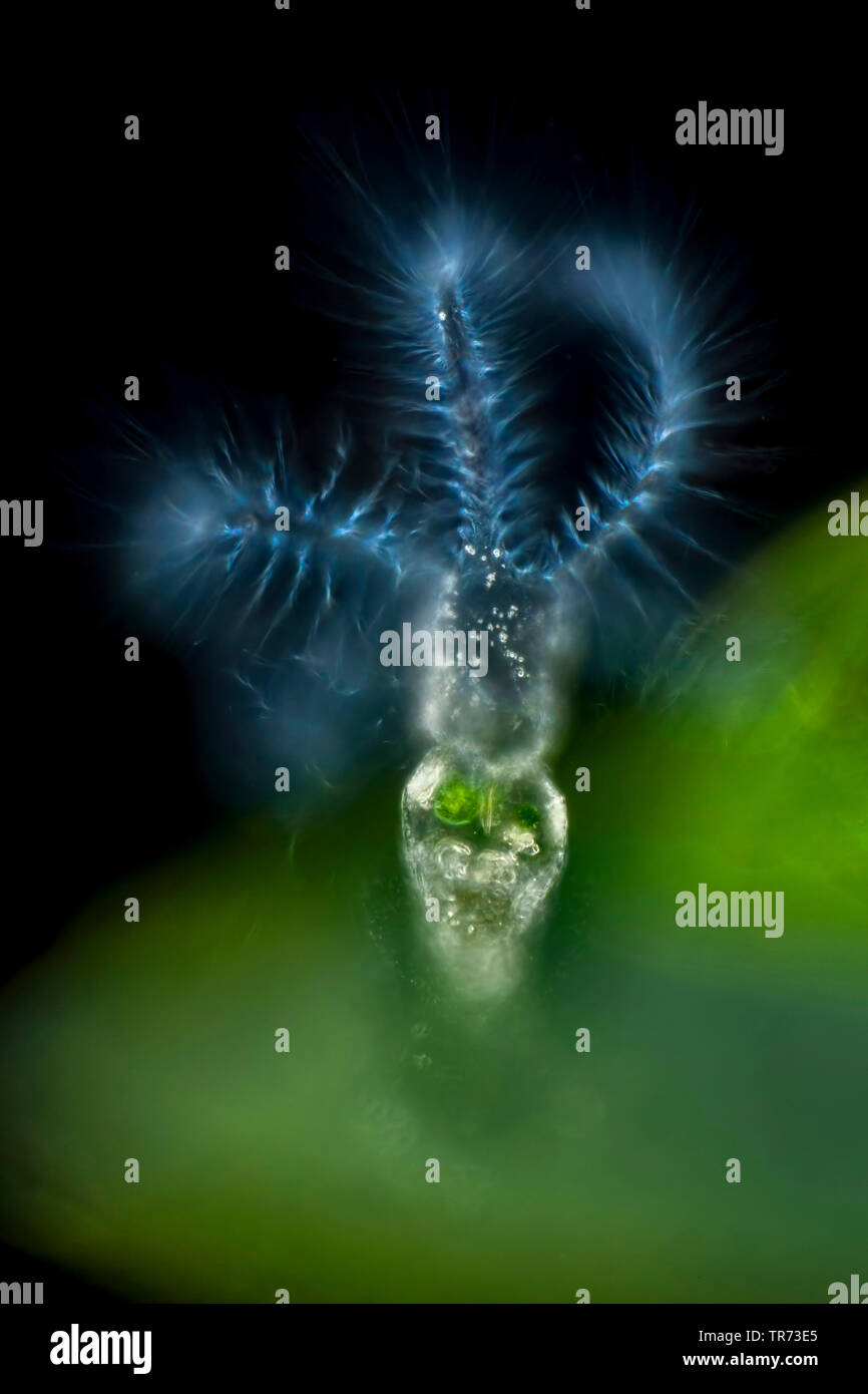 rotifer (Stephanoceros fimbriatus), rotifer in darkfield, Germany Stock