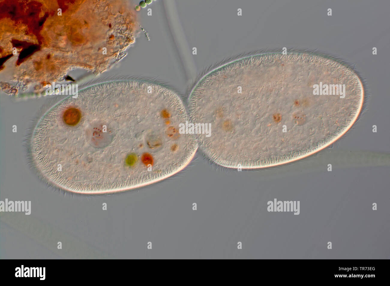 ciliates (Ciliata), cell division, differential interference contrast, Germany Stock Photo