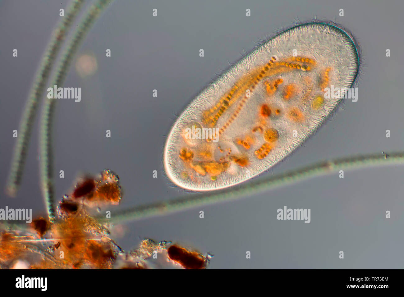 Ciliates ciliata hi-res stock photography and images - Alamy