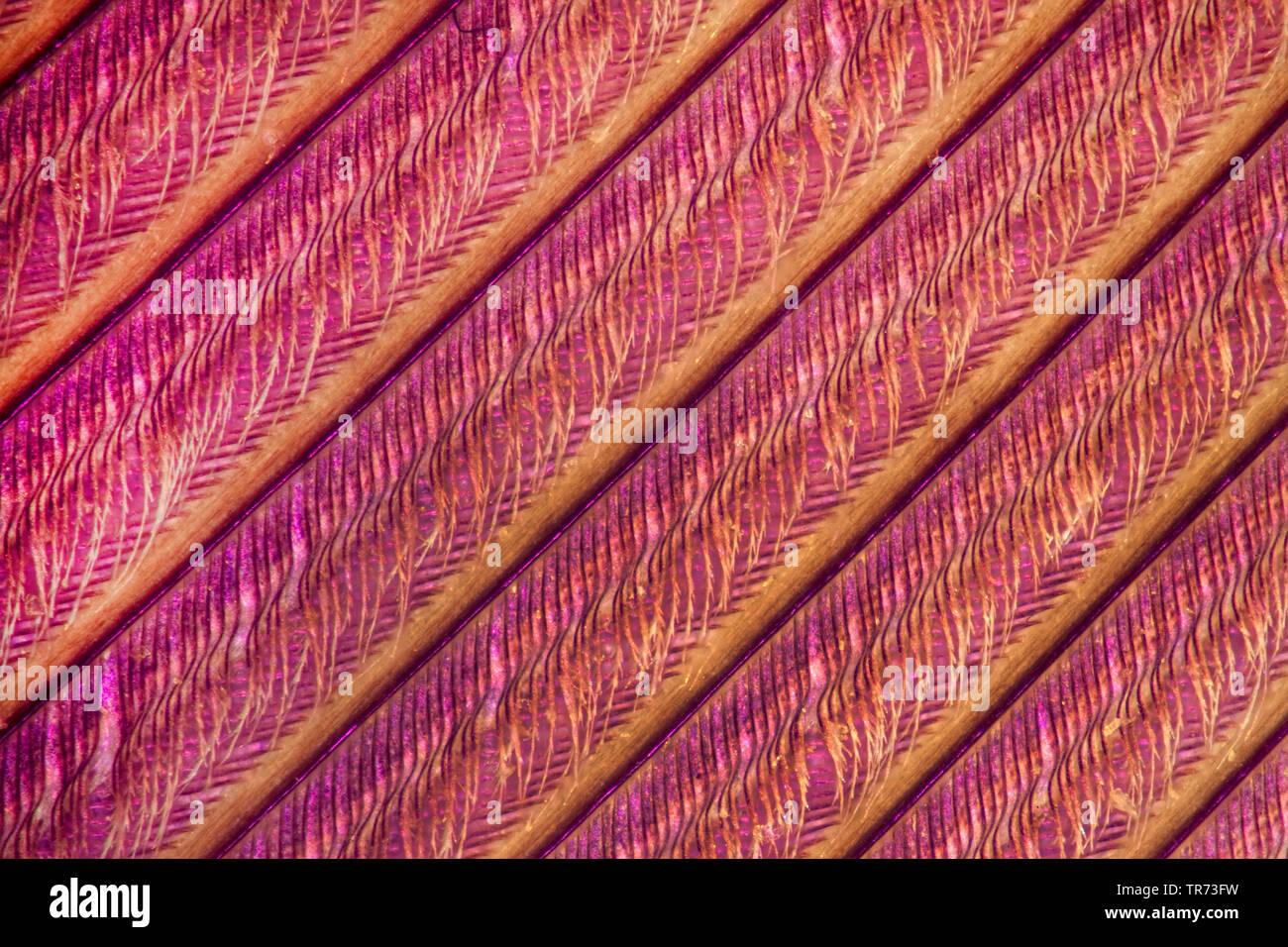 bird's feather, polarized-light microscope, Germany Stock Photo