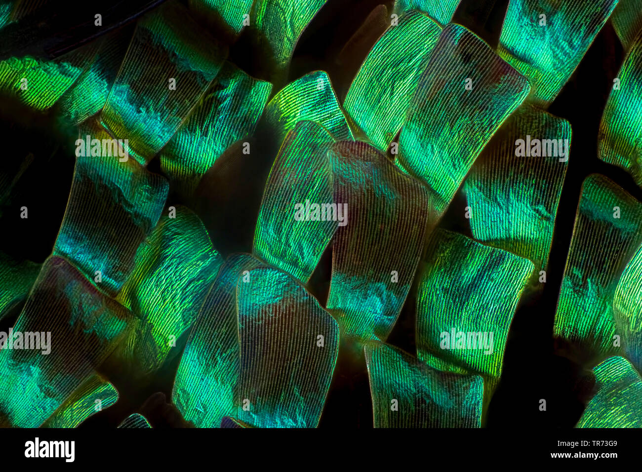 Greenbanded Urania (Urania leilus), wings of butterfly, scales Stock