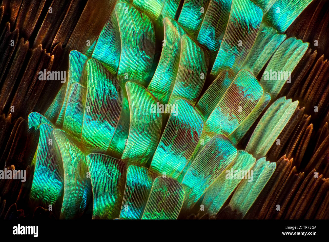 Green-banded Urania (Urania leilus), wings of butterfly, scales Stock Photo