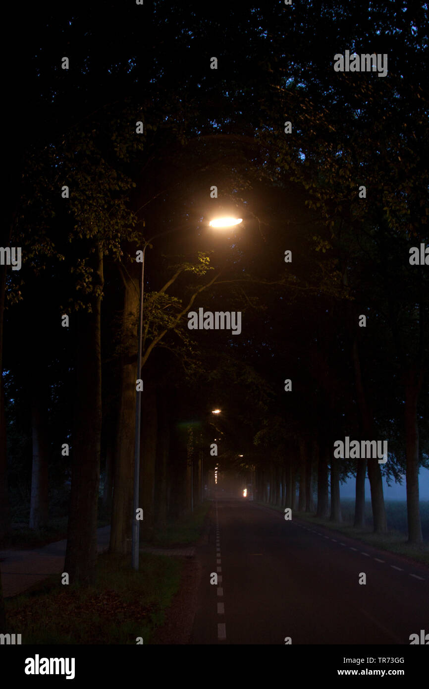 alley with street lamps at night, bat habitat, Netherlands Stock Photo