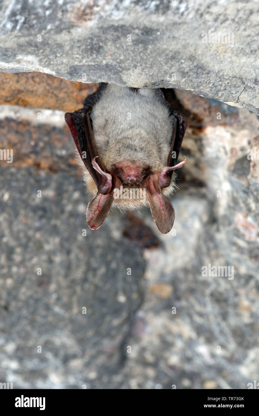 Bechstein's bat (Myotis bechsteinii), headlong hanging at a cave ceiling , France Stock Photo