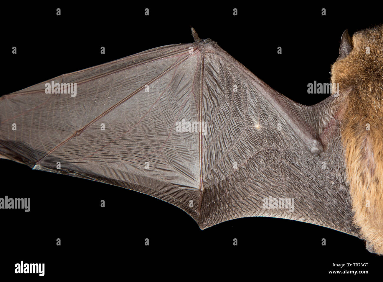 common pipistrelle (Pipistrellus pipistrellus), wing, Netherlands Stock