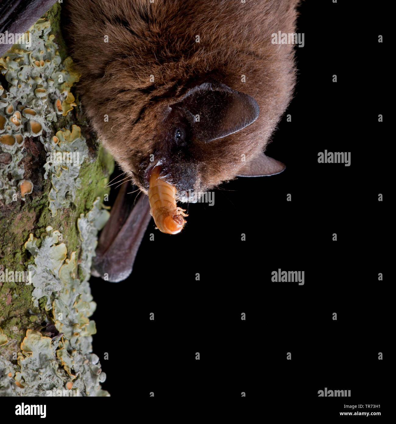 common pipistrelle (Pipistrellus pipistrellus), hanging headlong with prey in the mouth at a lichened tree trunk, Netherlands Stock Photo