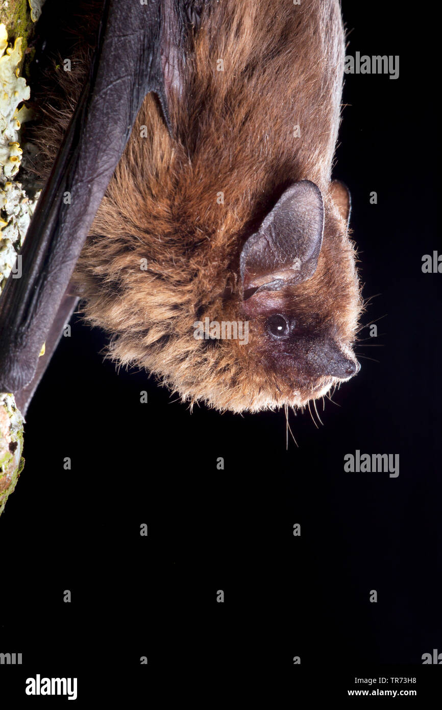 common pipistrelle (Pipistrellus pipistrellus), hanging headlong at a lichened tree trunk, Netherlands Stock Photo