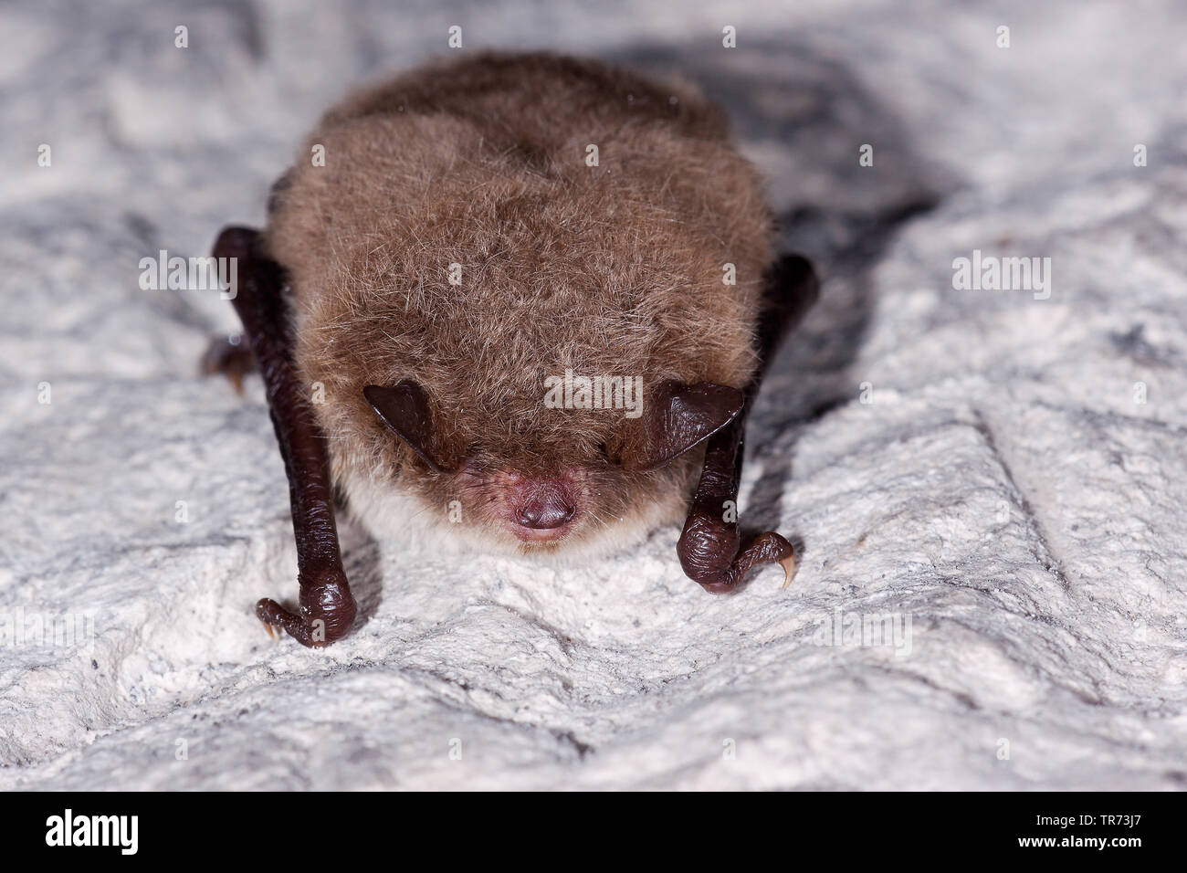 Daubenton's bat (Myotis daubentoni, Myotis daubentonii), hanging upside-down from a cave ceiling, Netherlands Stock Photo