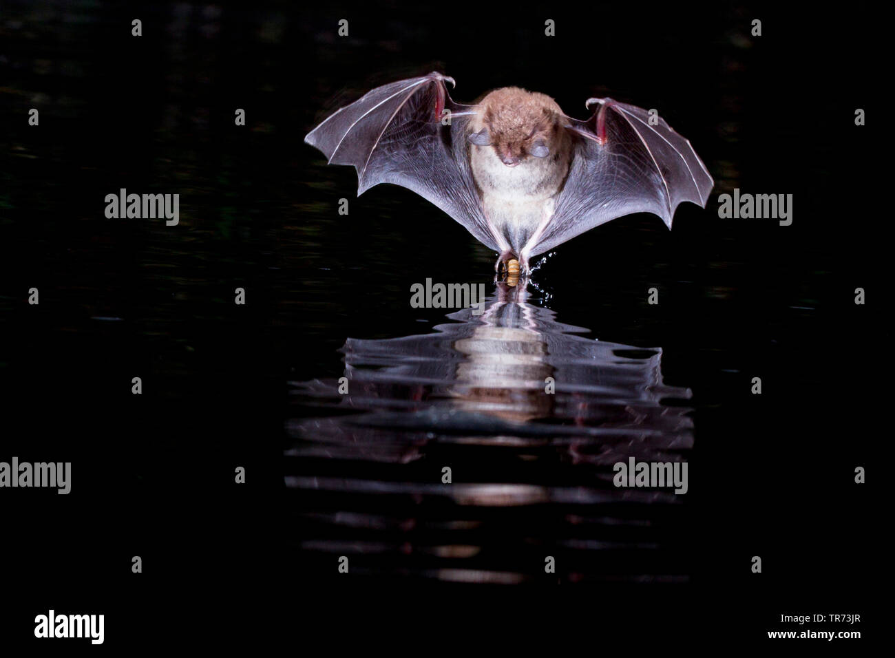 Bat Hunting Insect Bat capturing insect hi-res stock photography and images - Alamy