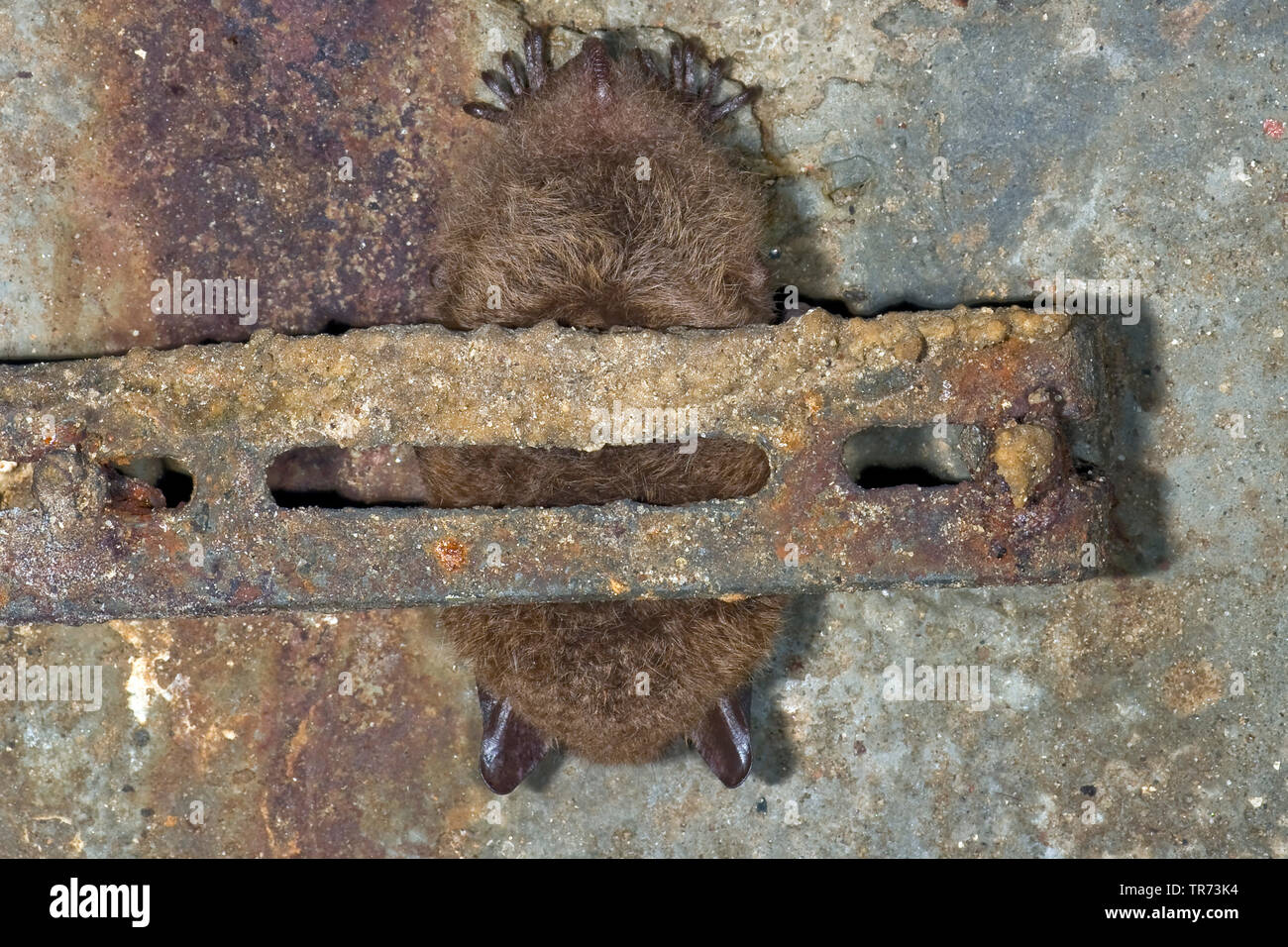 Metal bat hi-res stock photography and images - Alamy
