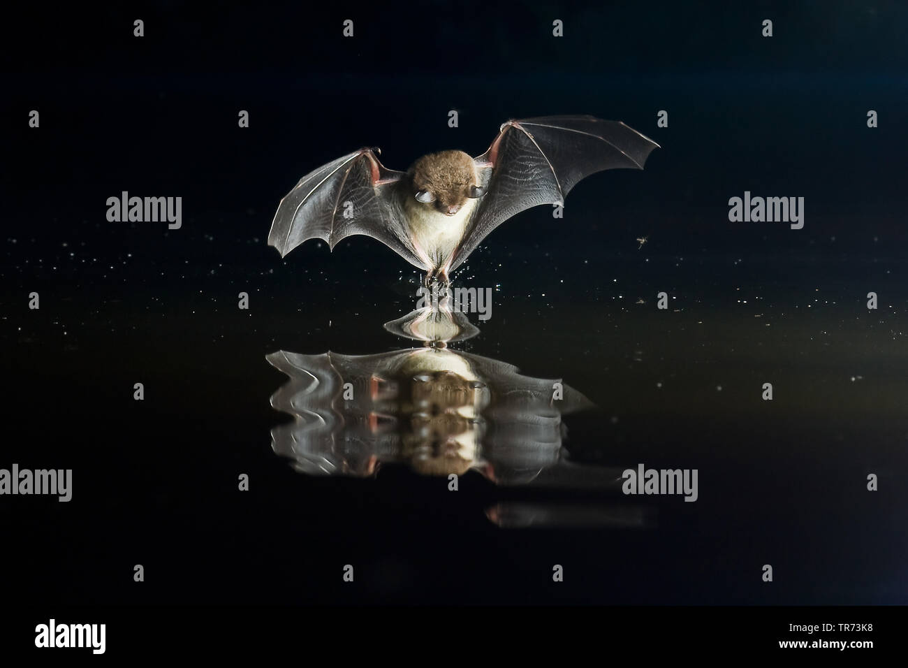 Daubenton's bat (Myotis daubentoni, Myotis daubentonii), hunting at night at water surface, aiming at an insect, Netherlands Stock Photo