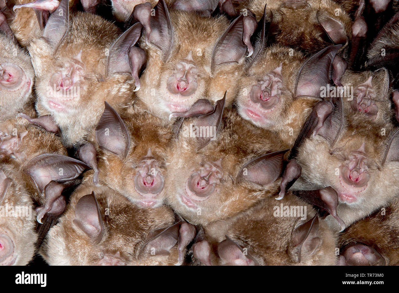 Greater horseshoe bat (Rhinolophus ferrumequinum), sleeping colony at a cave ceiling, France Stock Photo
