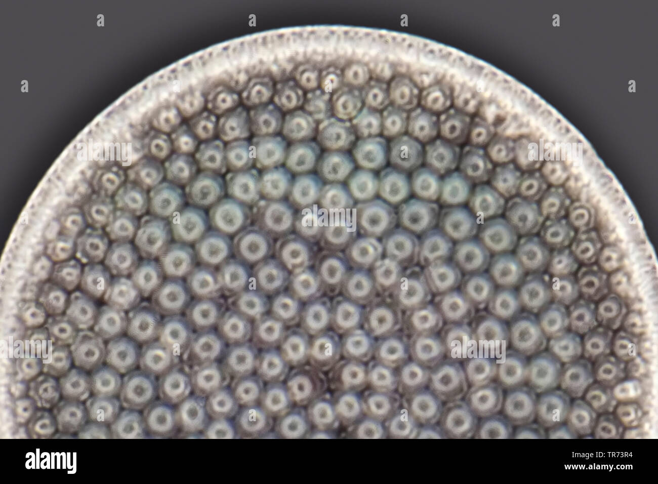 diatom (Diatomeae), fossil diatoms from Oamaru in darkfield, x 240 Stock Photo