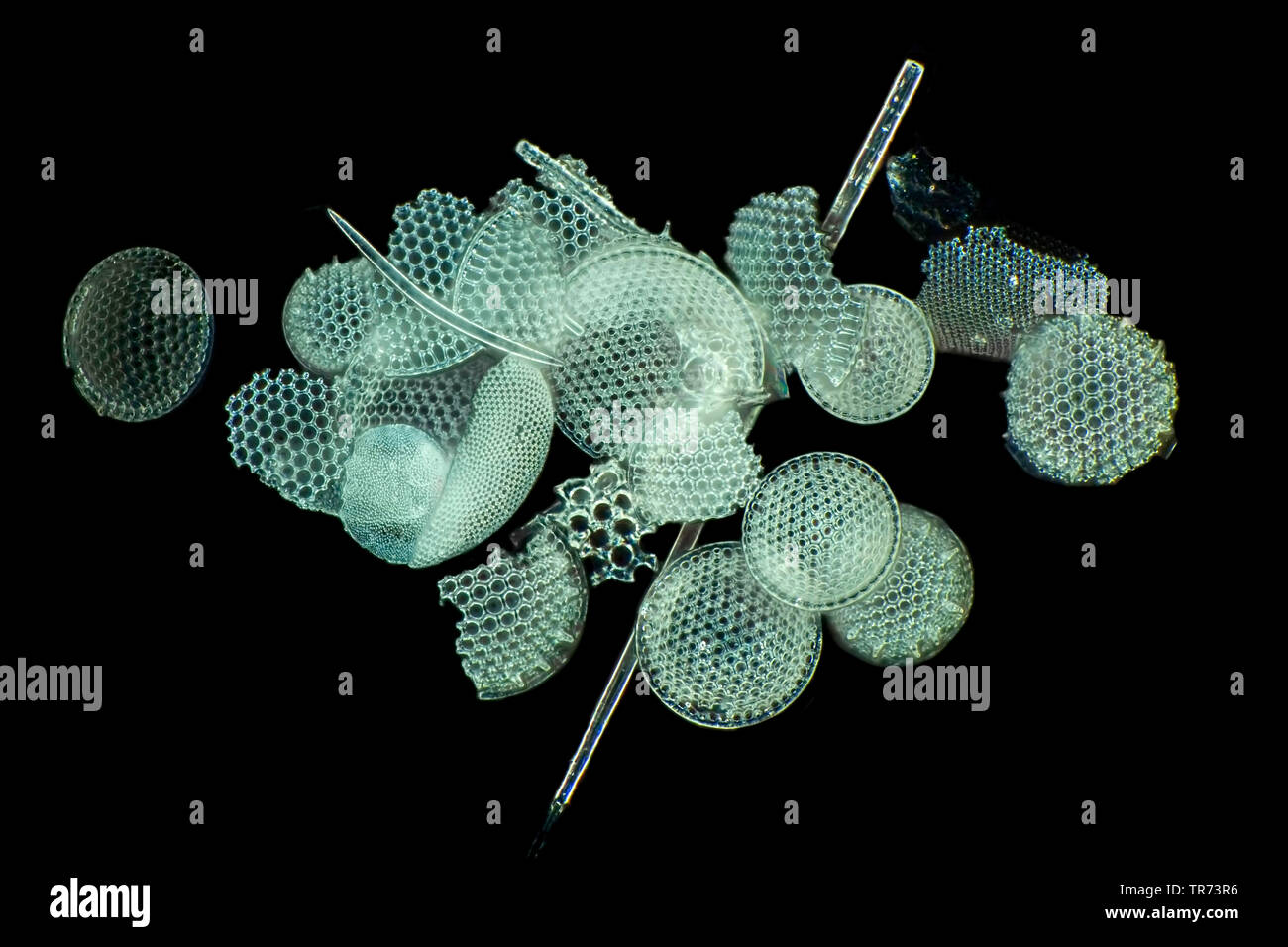 diatom (Diatomeae), fossil diatoms from Oamaru in darkfield, x 40 Stock Photo