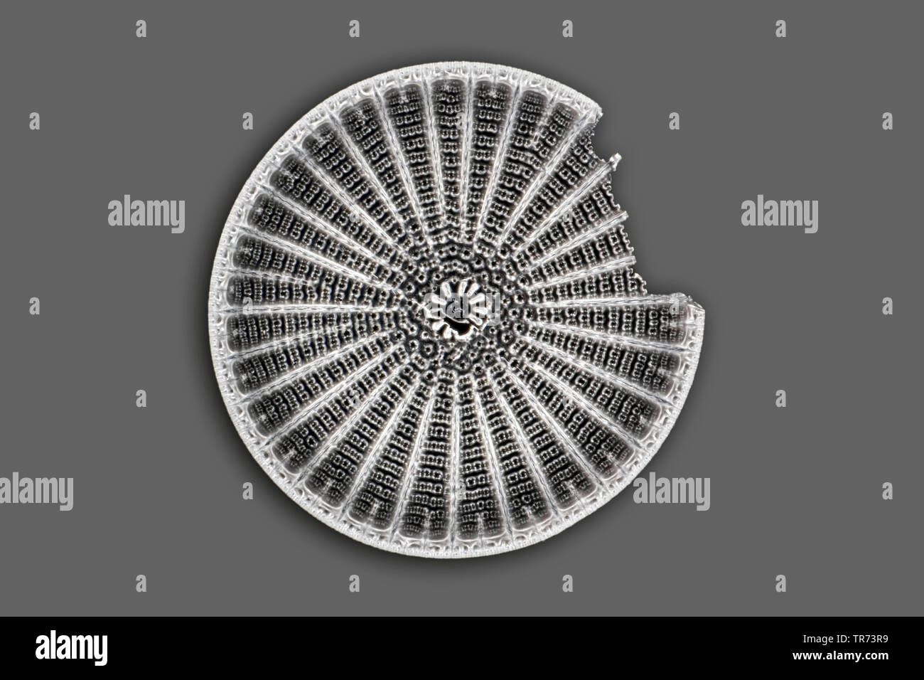 diatom (Diatomeae), fossil diatoms from Oamaru in darkfield, x 120 Stock Photo
