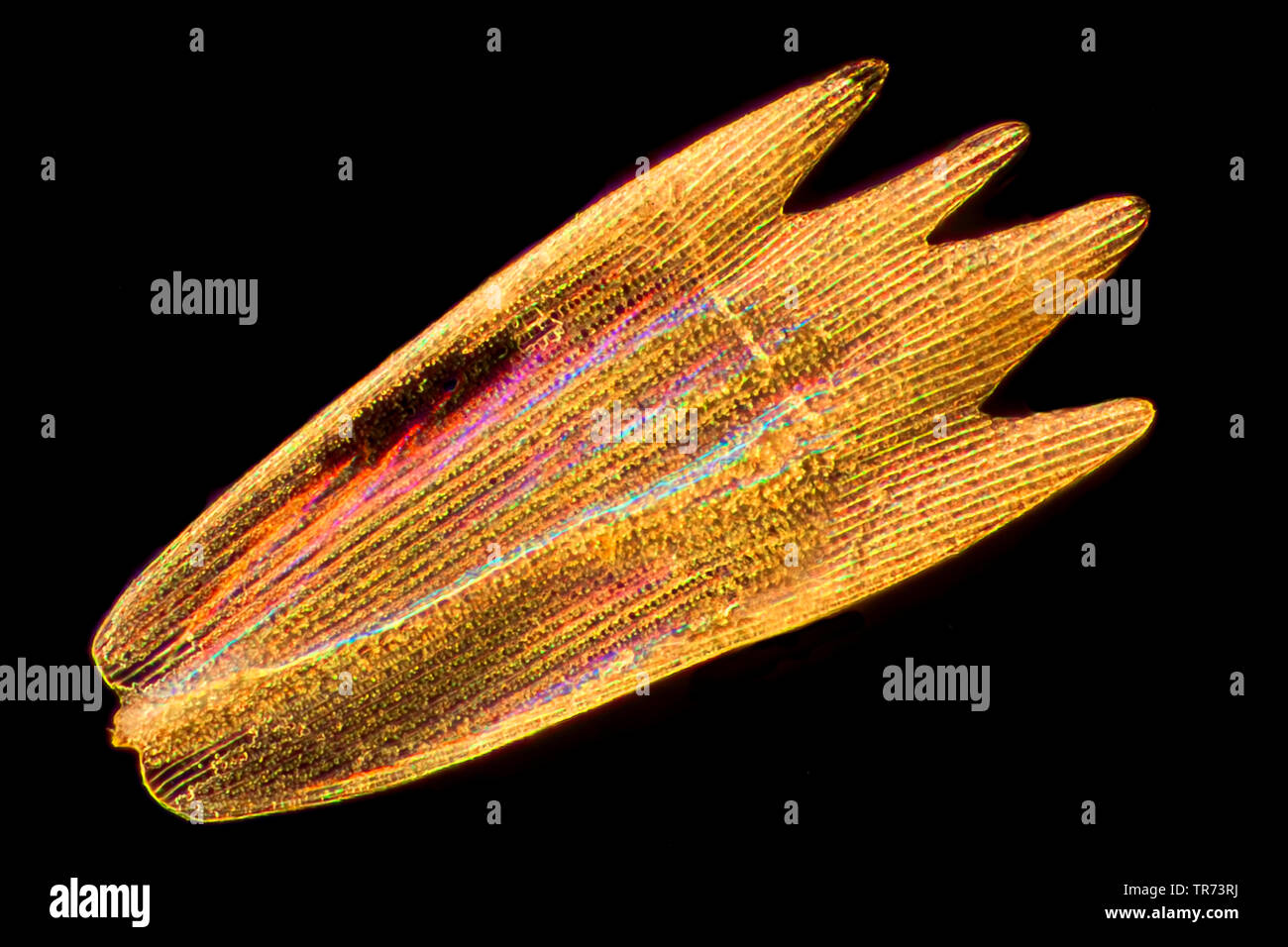 butterfly's scale in darffield, x 140, Germany Stock Photo