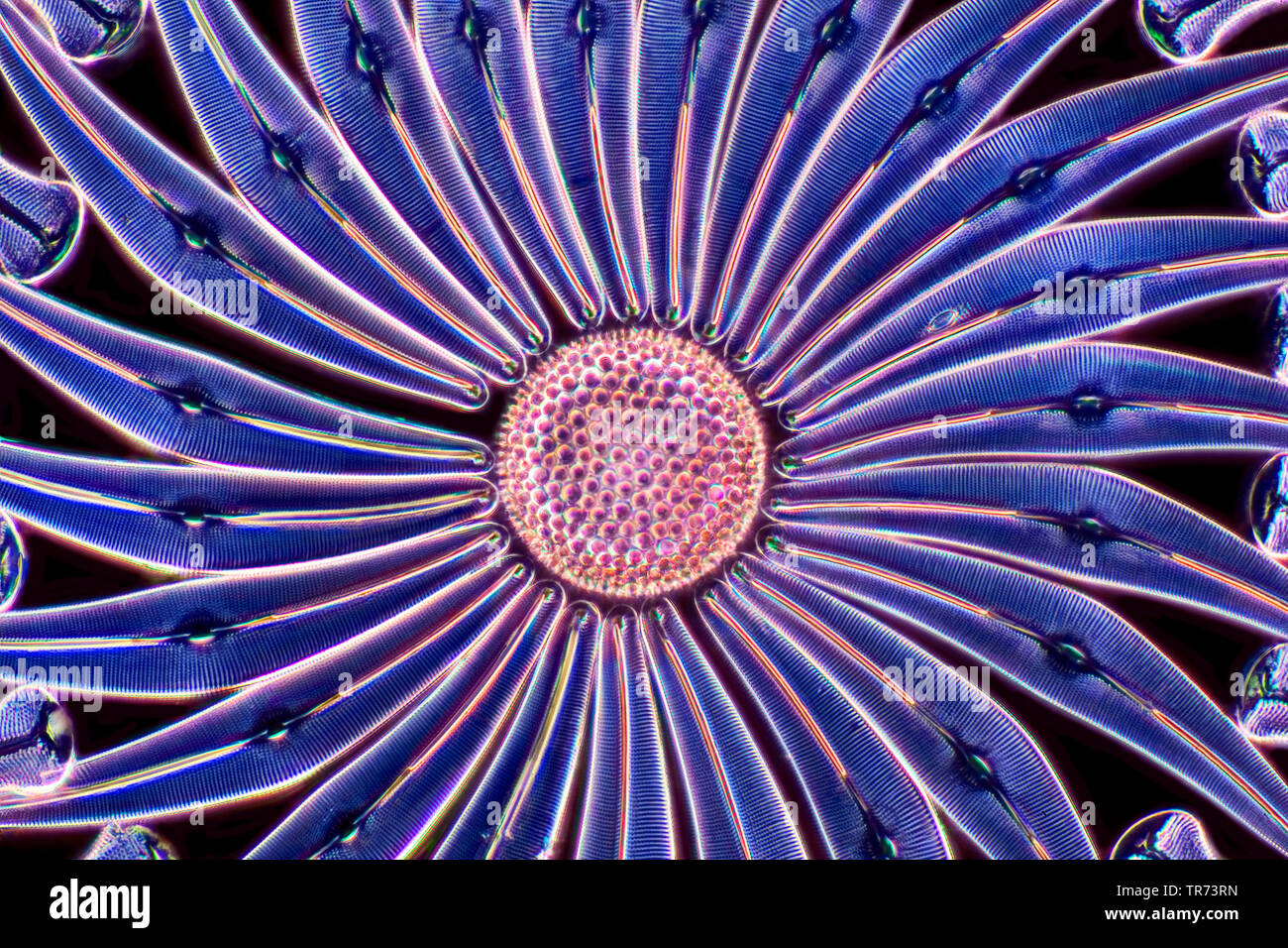 diatom (Diatomeae), diatom in darkfield, x 16 Stock Photo