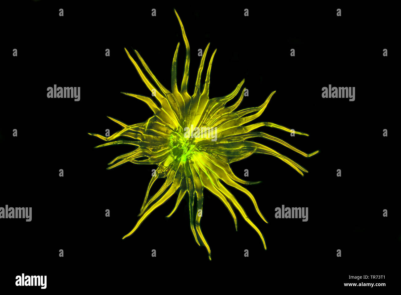 scale hair of a bromeliad, fluorescent image, x 16 Stock Photo