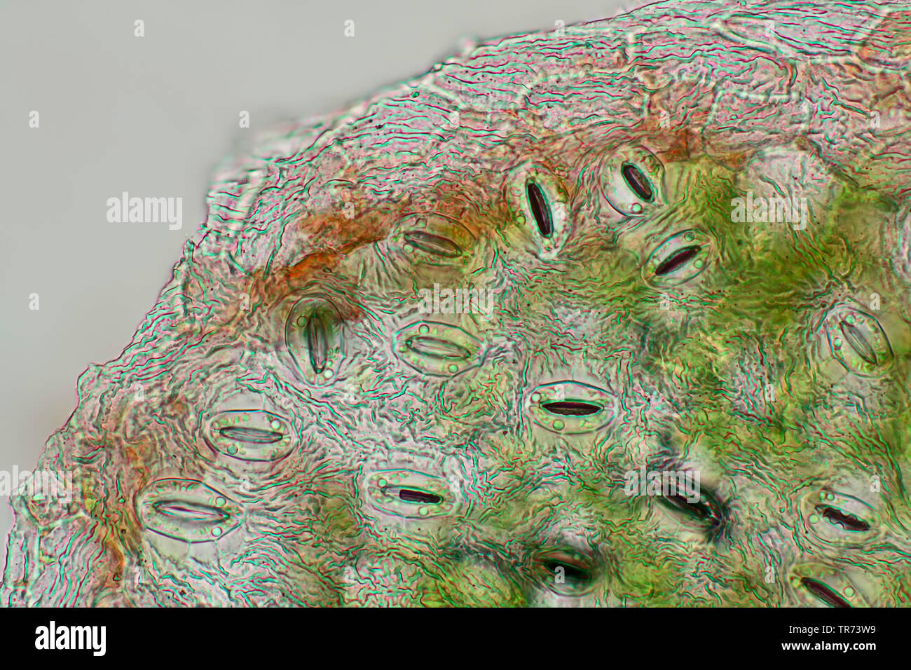 stomas in a leaf, x 80, Germany Stock Photo