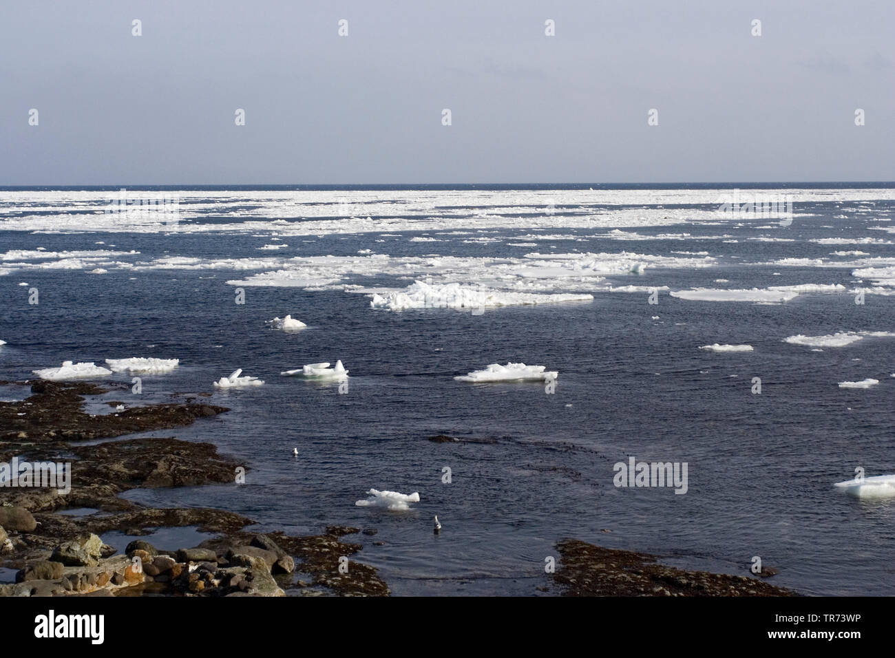 coast at Rausu in winter, Japan, Hokkaido Stock Photo