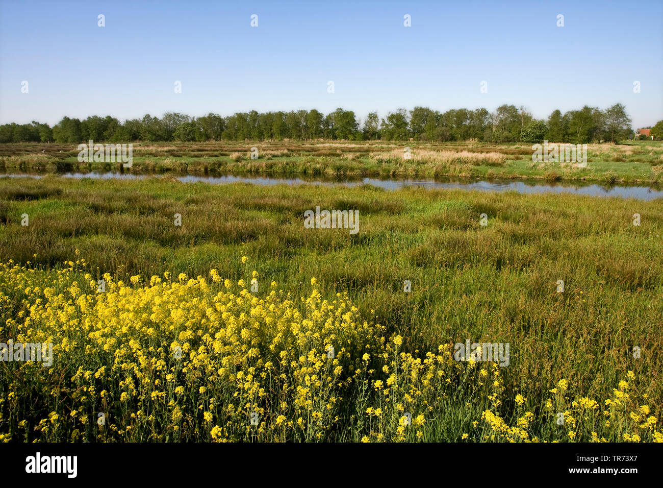 Nature reserve Rottige Meente, Netherlands Stock Photo