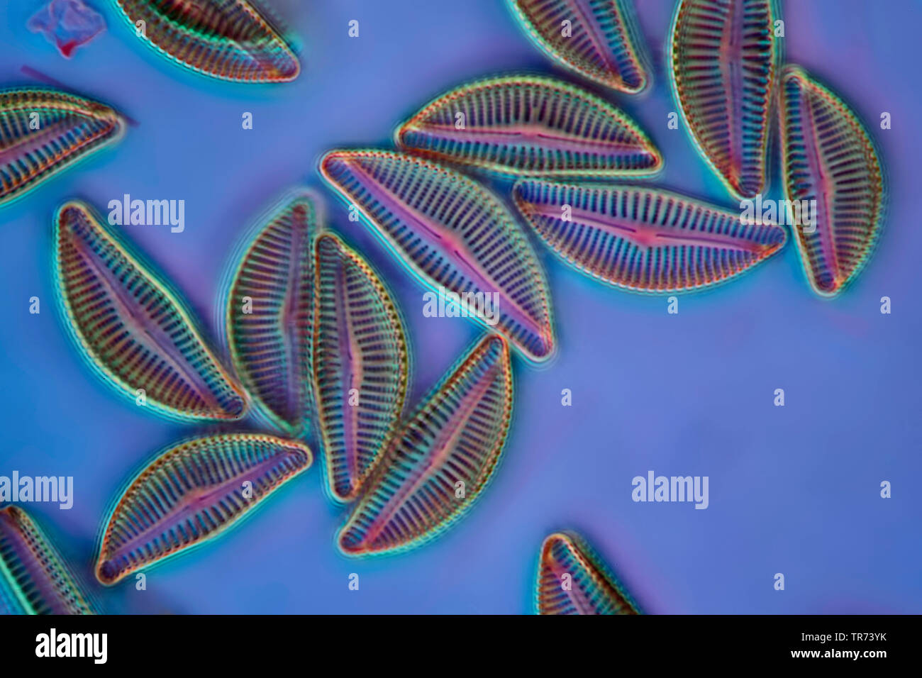 diatom (Diatomeae), diatoms in phase contrast and interference contrast, x 200 Stock Photo