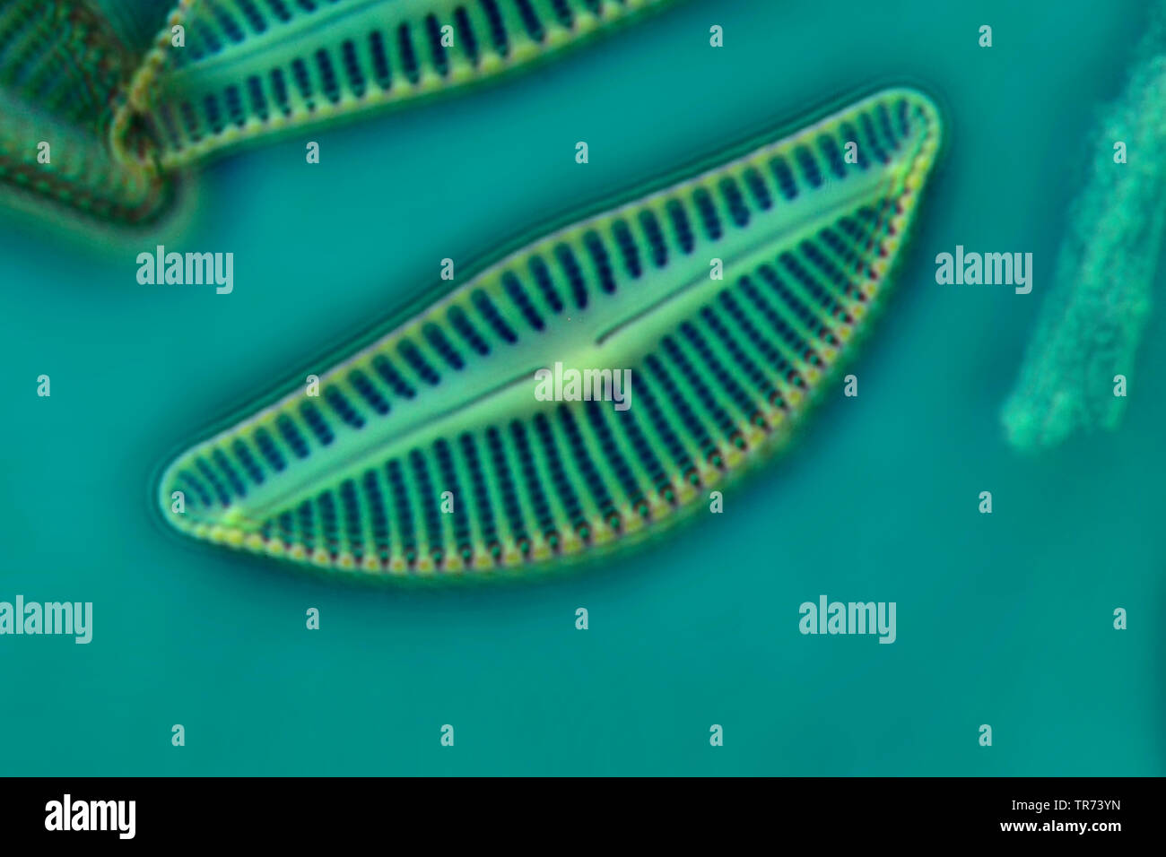 Diatomeae hi-res stock photography and images - Alamy