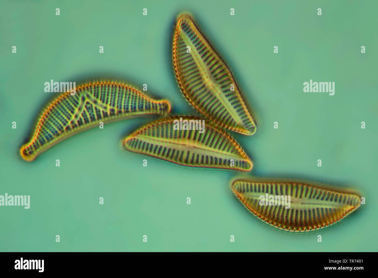 Diatomeae hi-res stock photography and images - Alamy