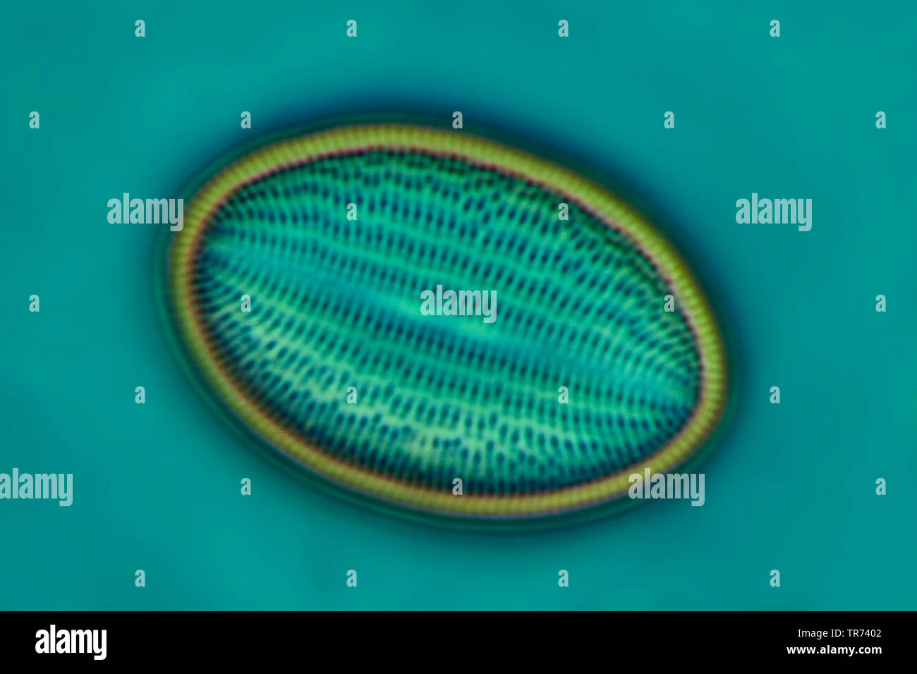 diatom (Diatomeae), diatom in phase contrast and interference contrast, x 240 Stock Photo