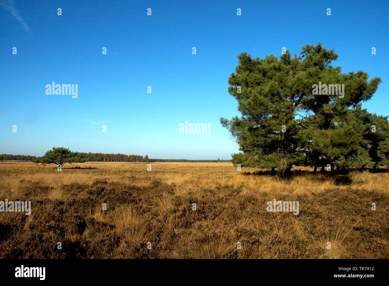 Strabrechtse heide Nederland, Netherlands, Noord-Brabant Stock Photo