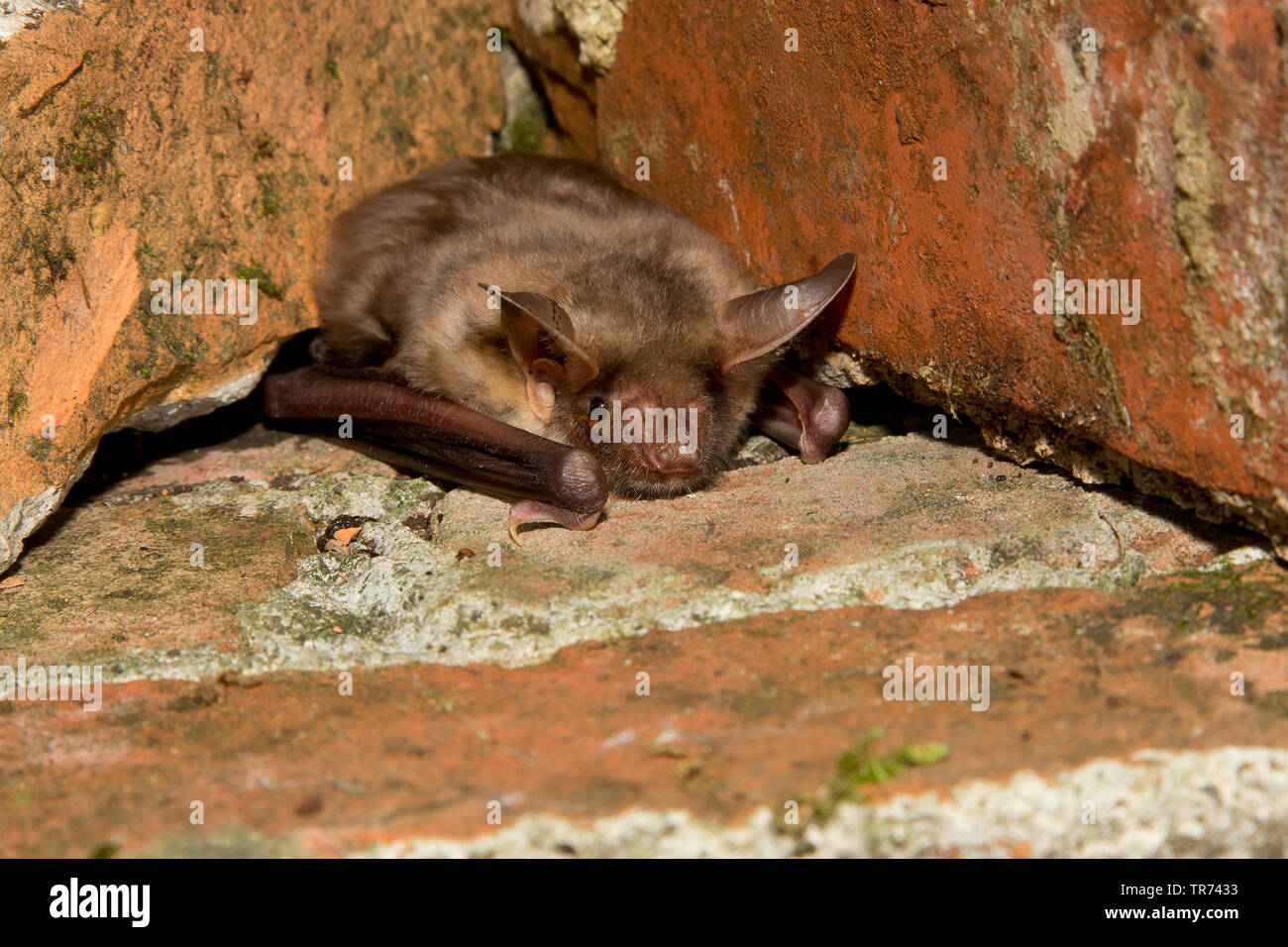 Greater Mouse-eared bat, Large Mouse-Eared Bat (Myotis myotis), between bricks, France Stock Photo
