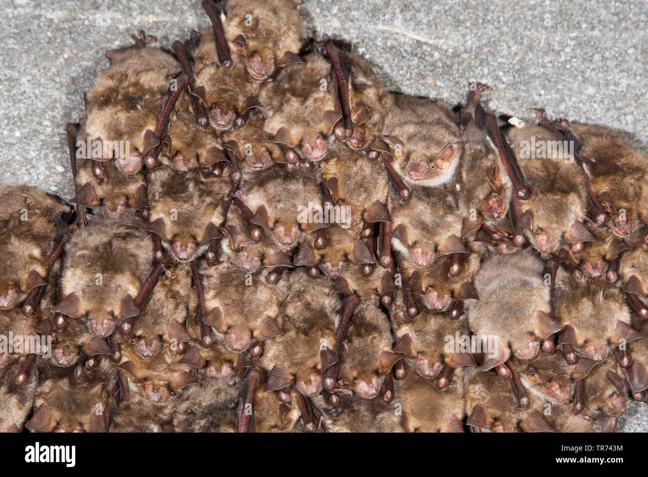 Greater Mouseeared bat, Large MouseEared Bat (Myotis myotis), colony
