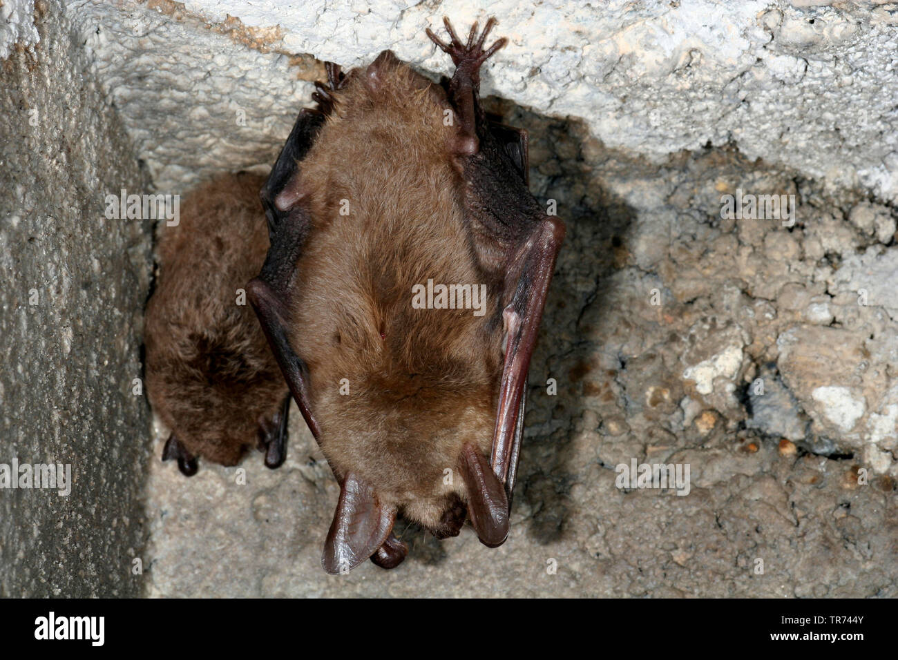 Greater Mouse-eared bat, Large Mouse-Eared Bat (Myotis myotis), two Large Mouse-Eared Bats hanging headlong in a cave, Germany Stock Photo