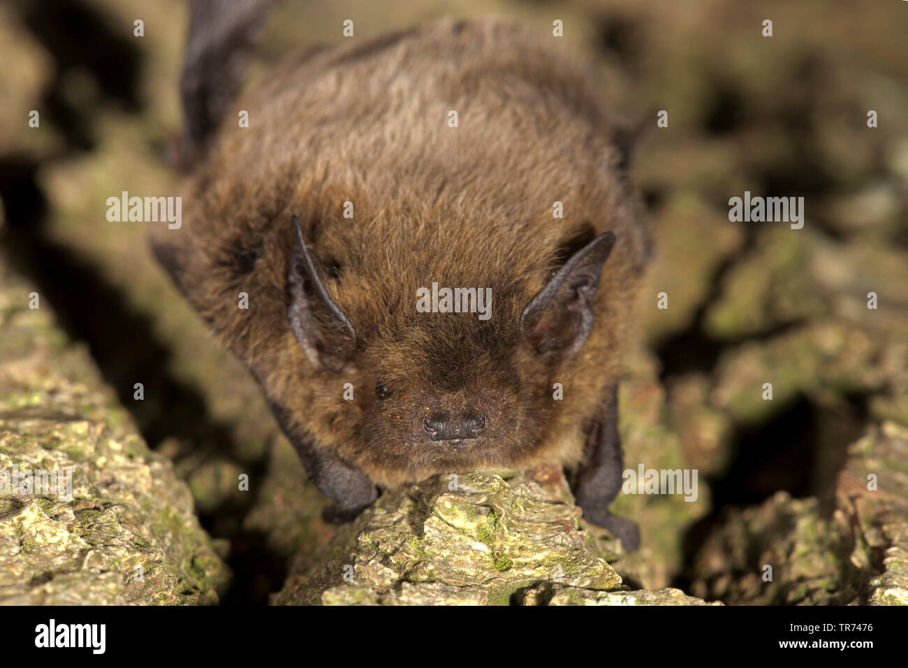 Nathusius' pipistrelle (Pipistrellus nathusii), on bark, Netherlands Stock Photo