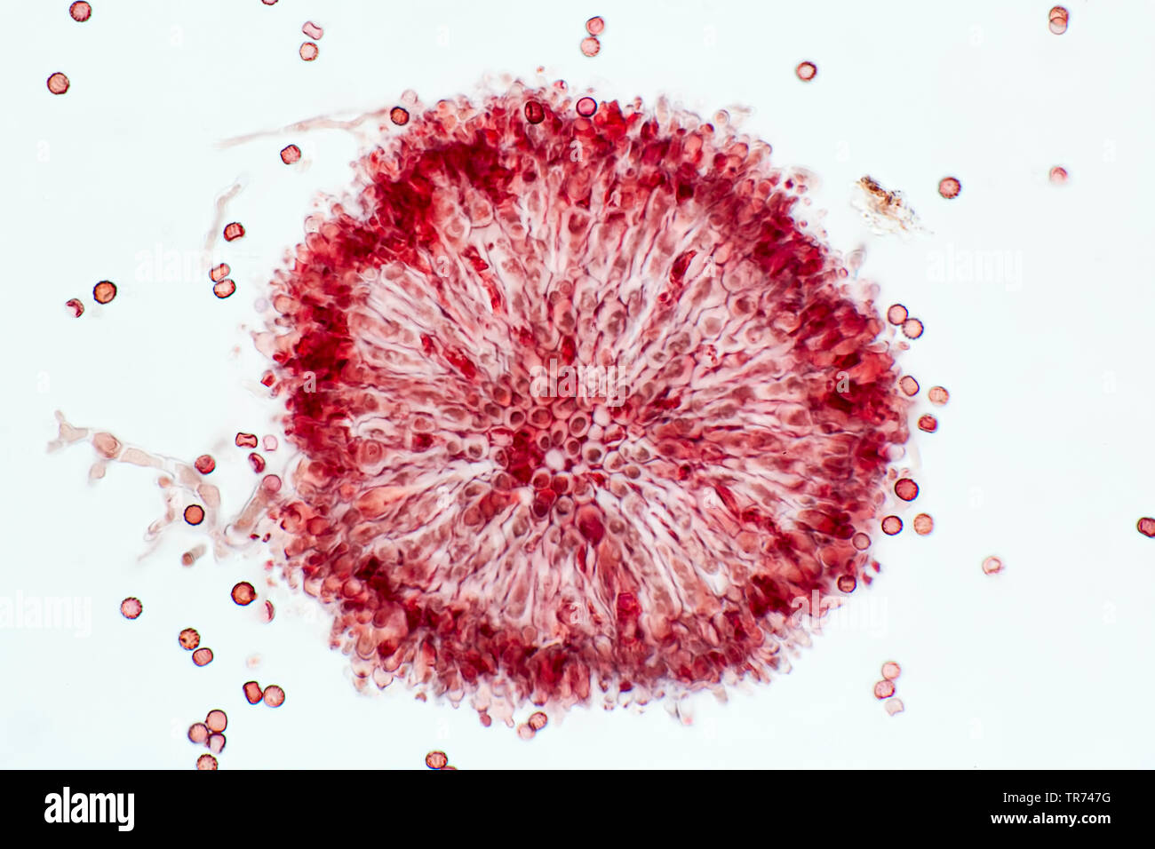 mold (Aspergillus spec.), conidia, cross section, x 80, Germany Stock Photo