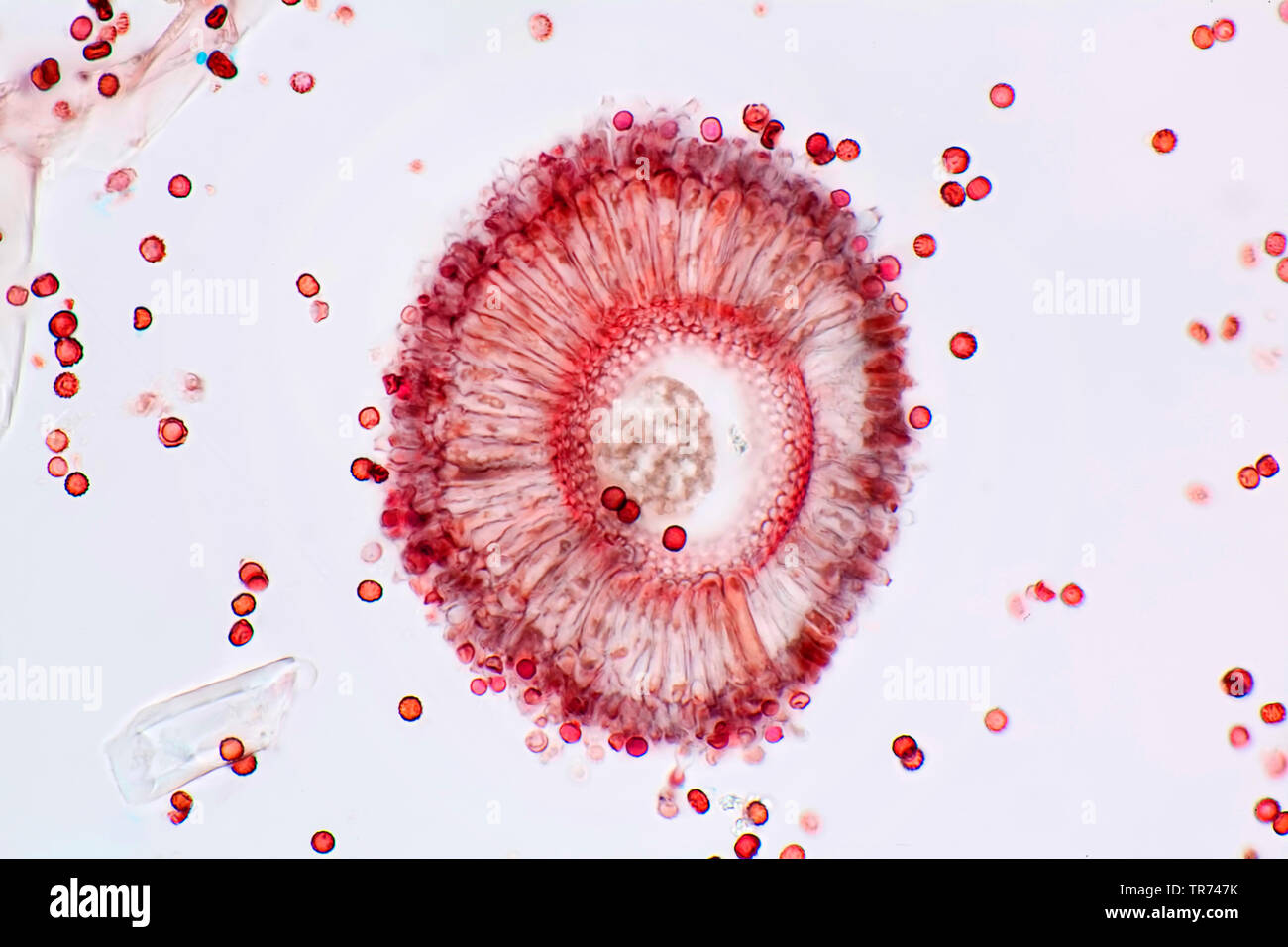 mold (Aspergillus spec.), conidia, cross section, x 80, Germany Stock Photo