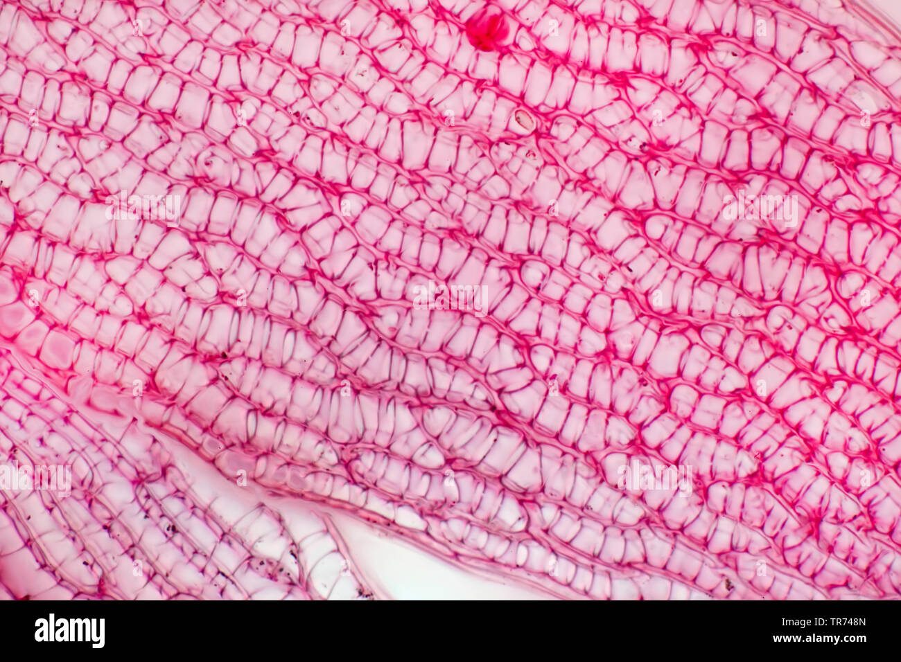 Sphagnum moss (Sphagnum spec.), top view of a leaf, x 60, Germany Stock Photo