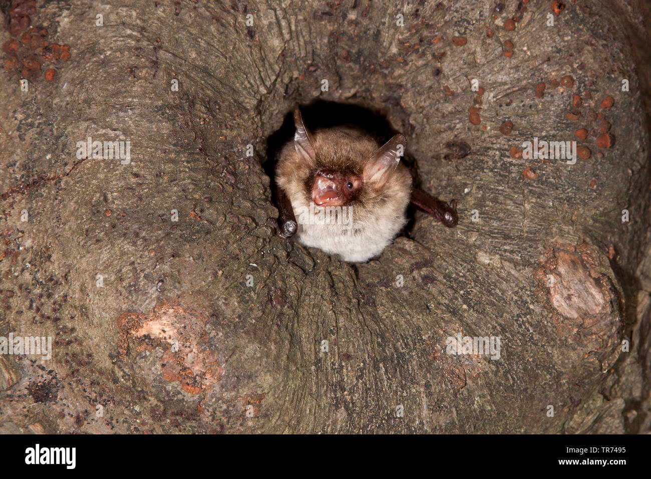 Natterer's bat (Myotis nattereri), leaving tree hole, Netherlands Stock Photo