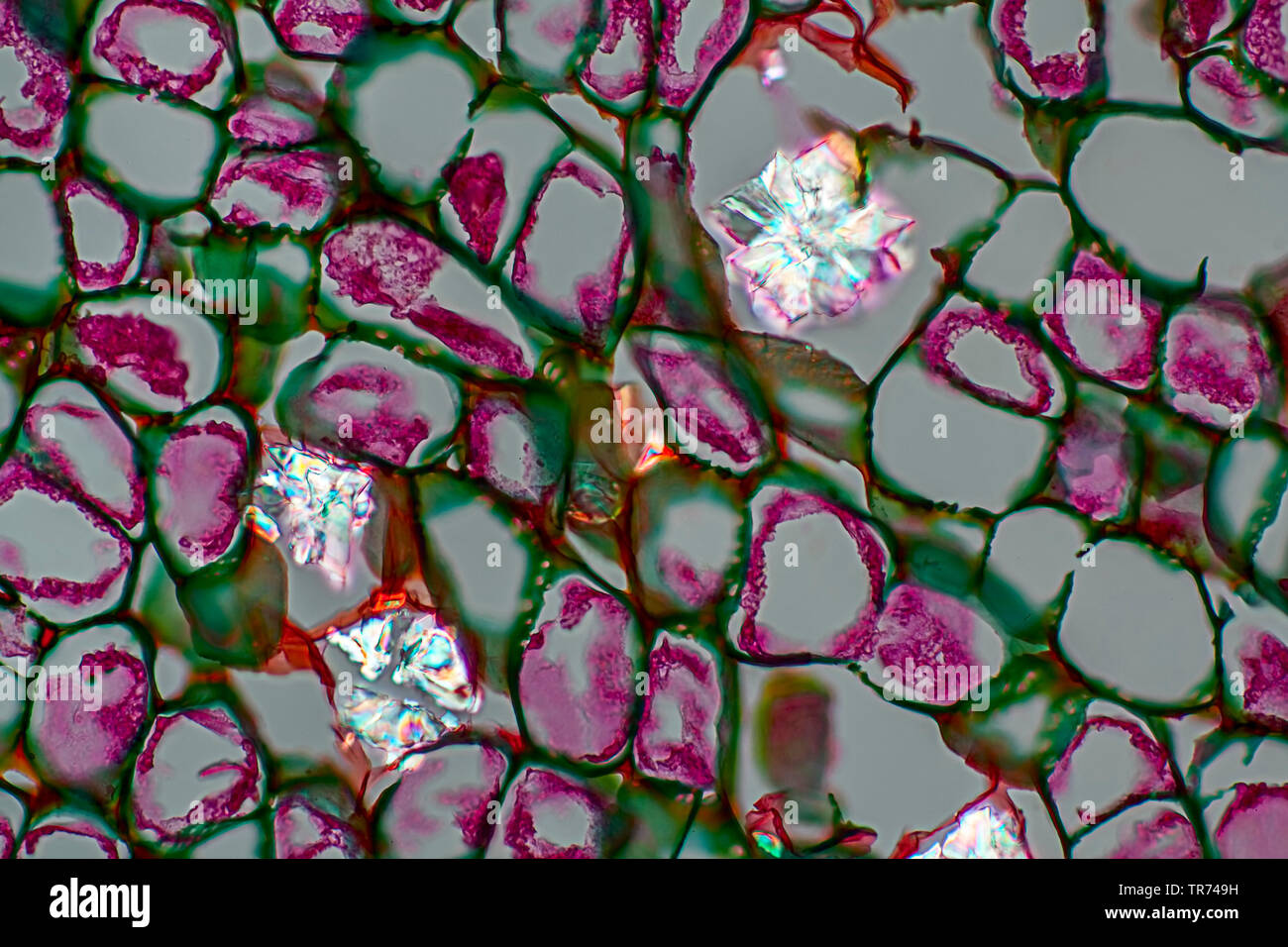 Woodbine berry (Parthenocissus spec.), calcium oxalate crystals in cells of Partenocissus in polarized light, x 60 Stock Photo