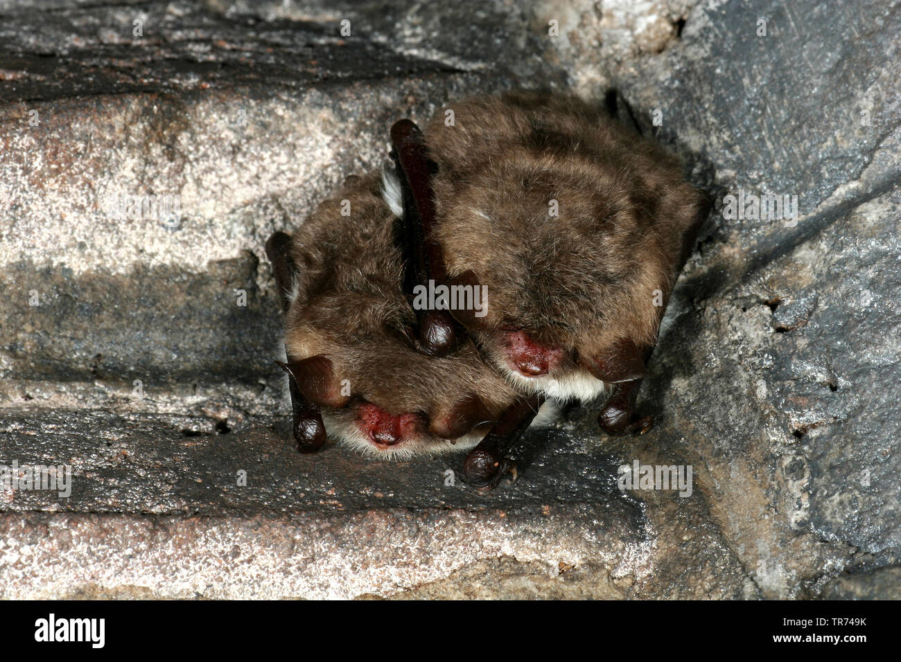 Natterer's bat (Myotis nattereri), two sleeping Natterer's bats, Netherlands Stock Photo