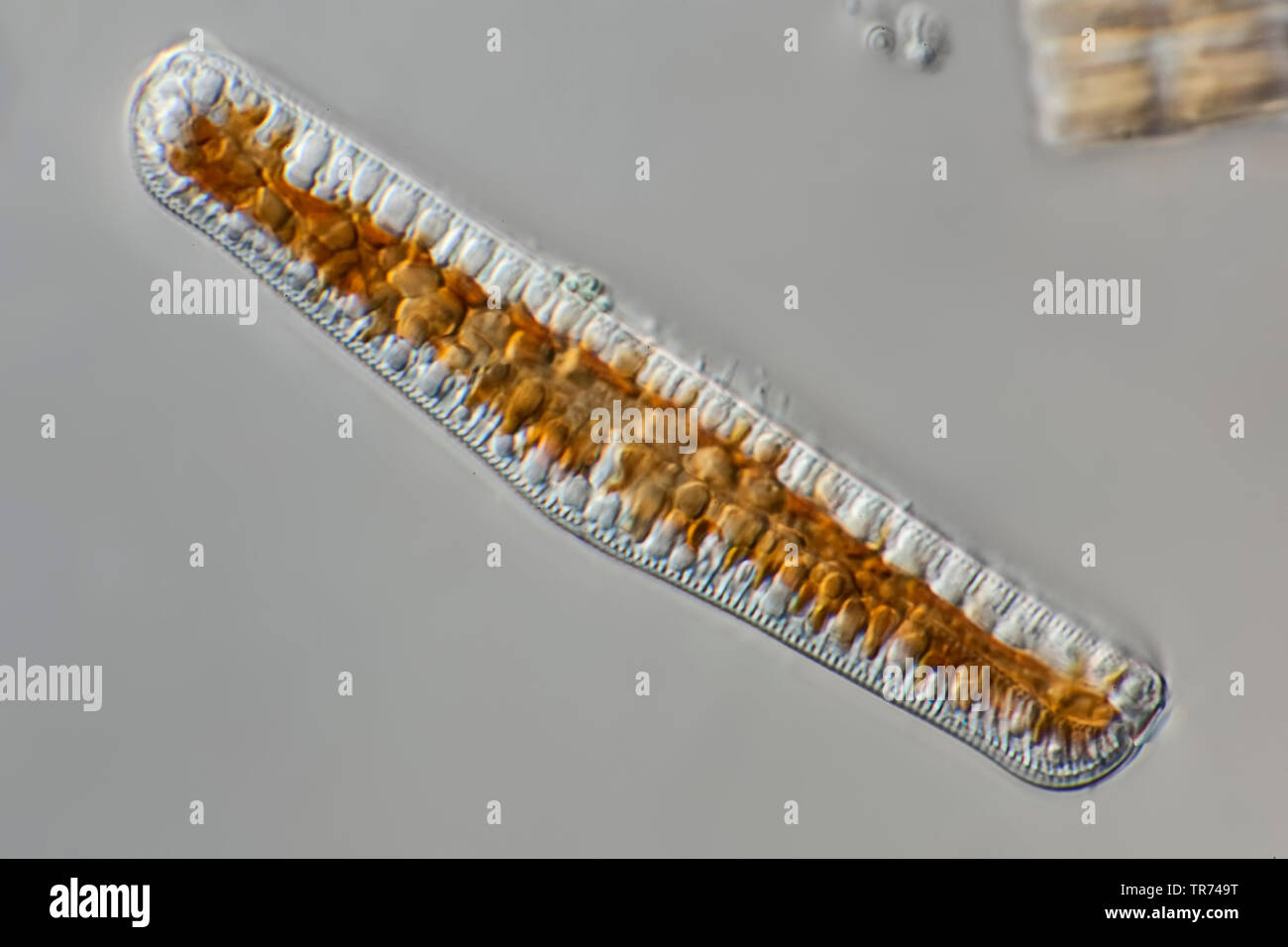 diatom (Diatomeae), living diatoms from West Iceland, in differential interference contrast, x 120, Iceland Stock Photo