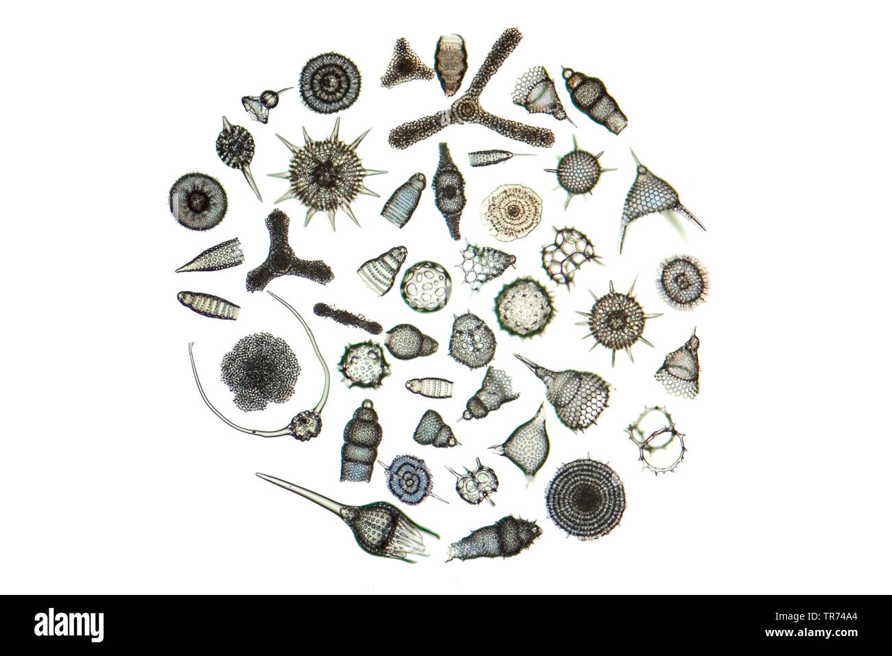 radiolarians (Radiolaria), skeleton of radiolarians, light microscopy Stock Photo