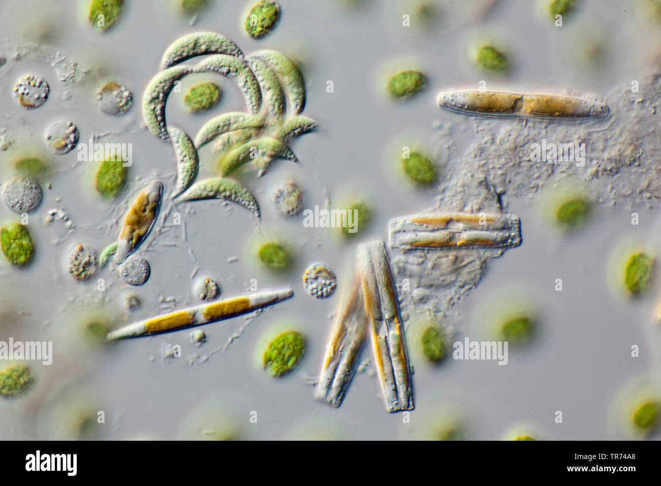 diatom (Diatomeae), living diatoms from West Iceland, in differential interference contrast, x 80, Iceland Stock Photo