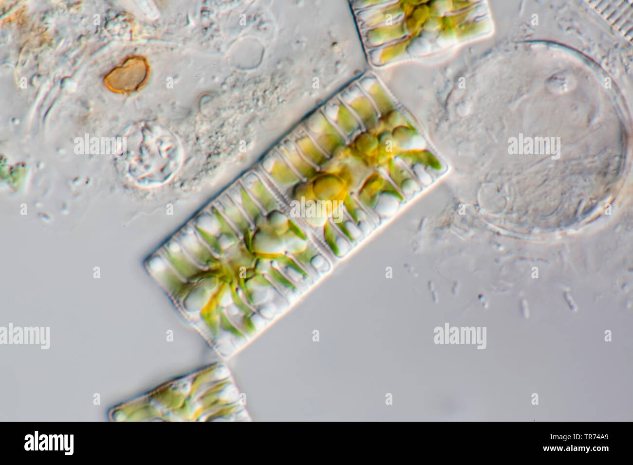 diatom (Diatomeae), living diatoms from West Iceland, in differential interference contrast, x 120, Iceland Stock Photo